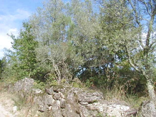 € 17.500 - ref. 144.701
